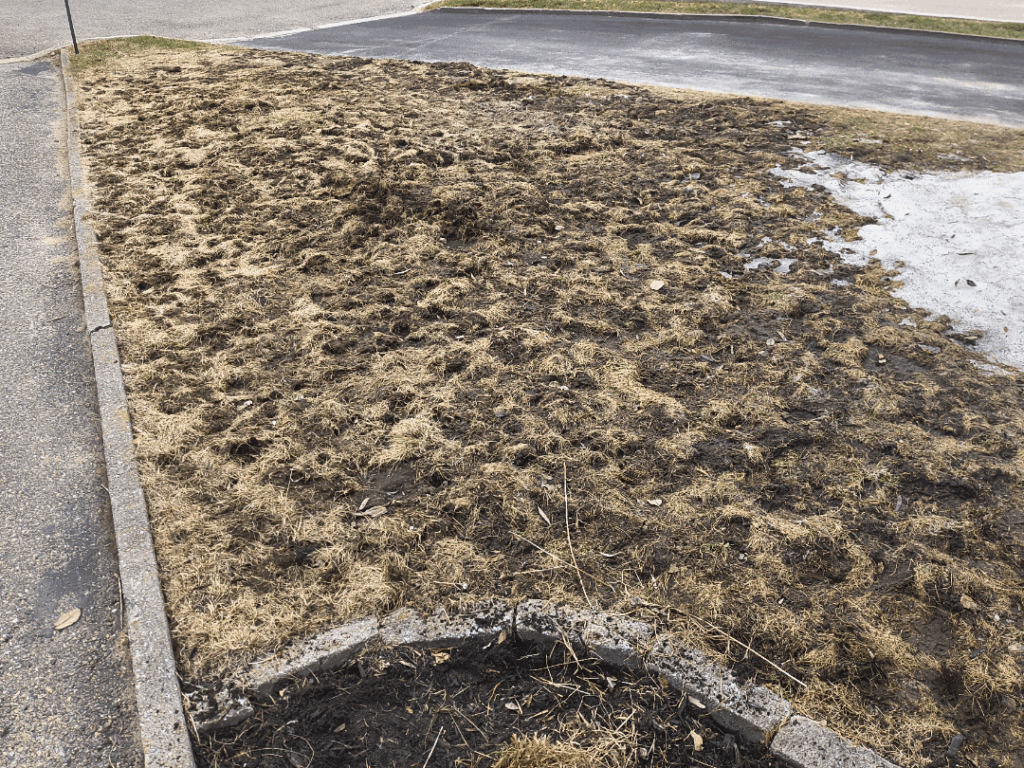 Help the crows aerated my lawn Help the crows aerated my lawn