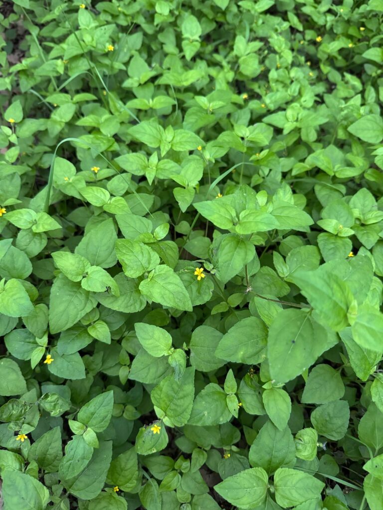 What is this ground cover?