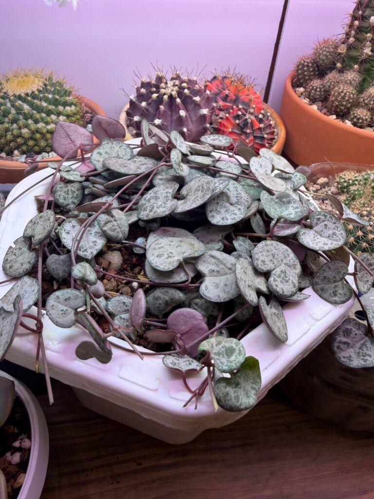 Is this too much light for String of Heart? Is this too much light for String of Heart?