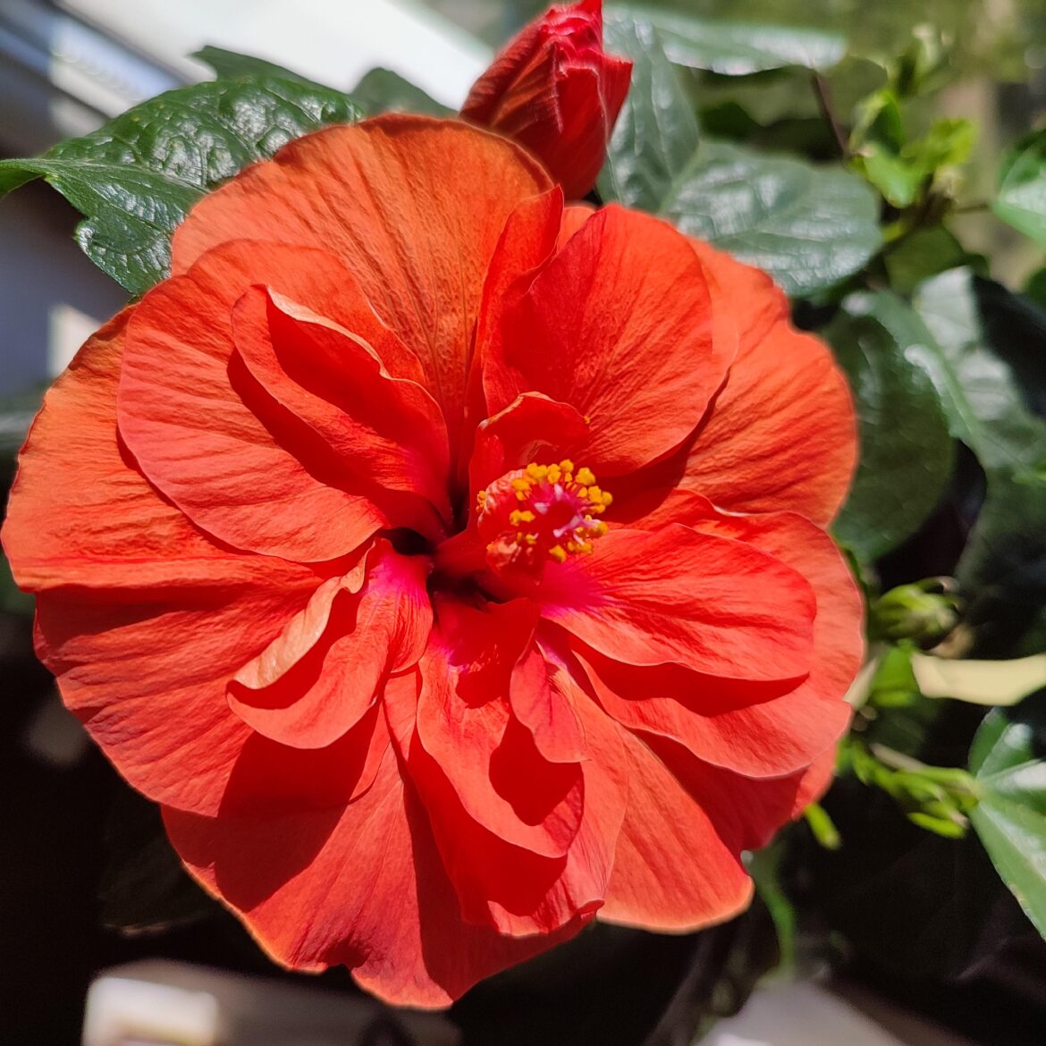 Hibiscus Adonicus 'Double Orange'