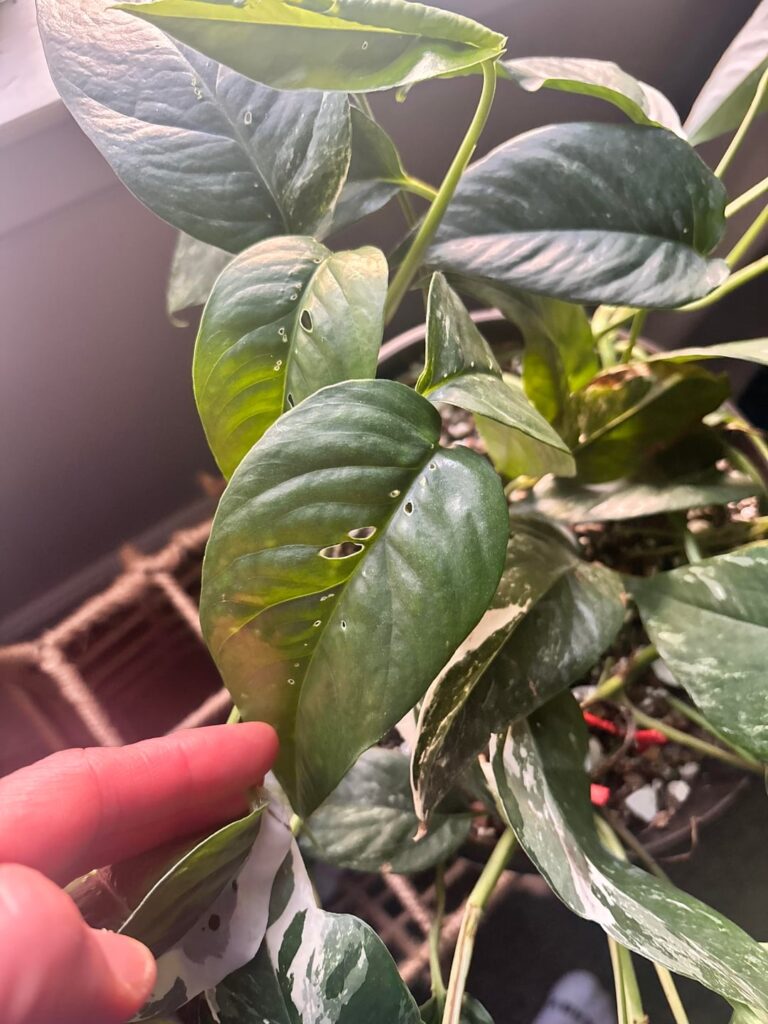 Small holes all over pothos overnight