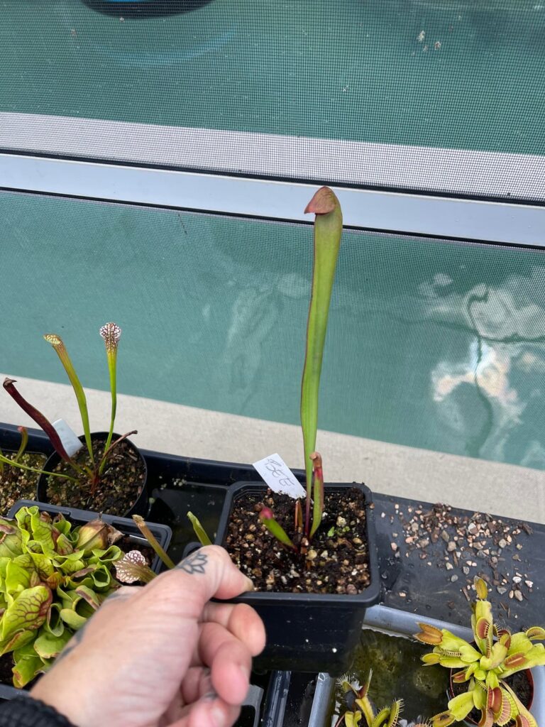 Whether to repot or trim roots?