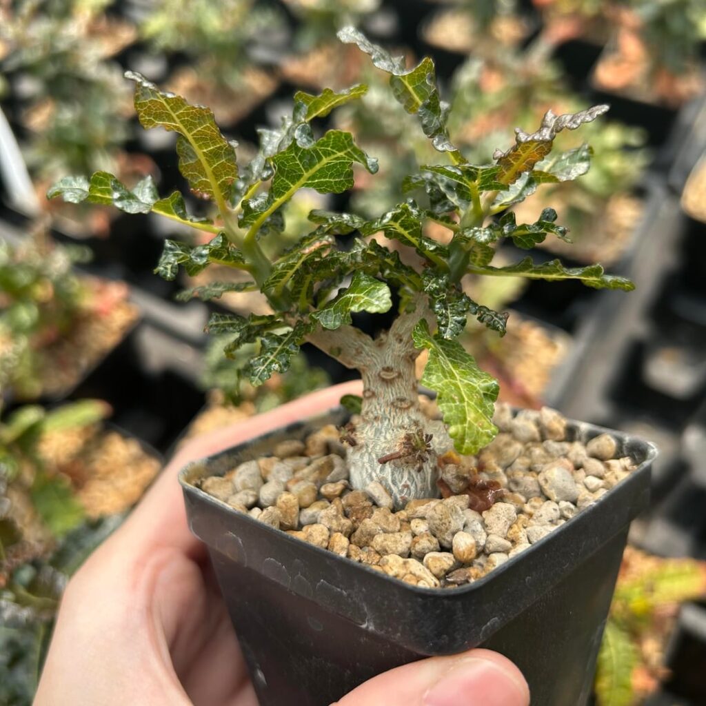 Boswellia nana