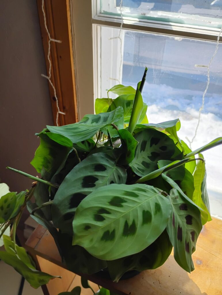 Not trying to brag but Not trying to brag but
