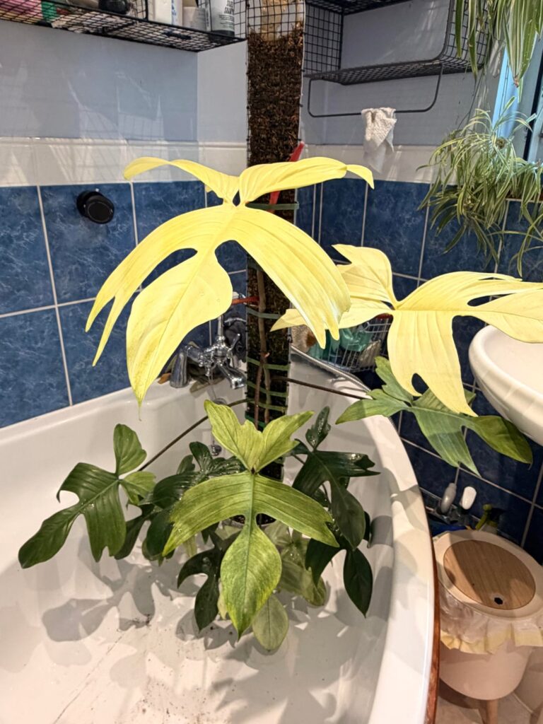 My Florida Ghost is getting massive
