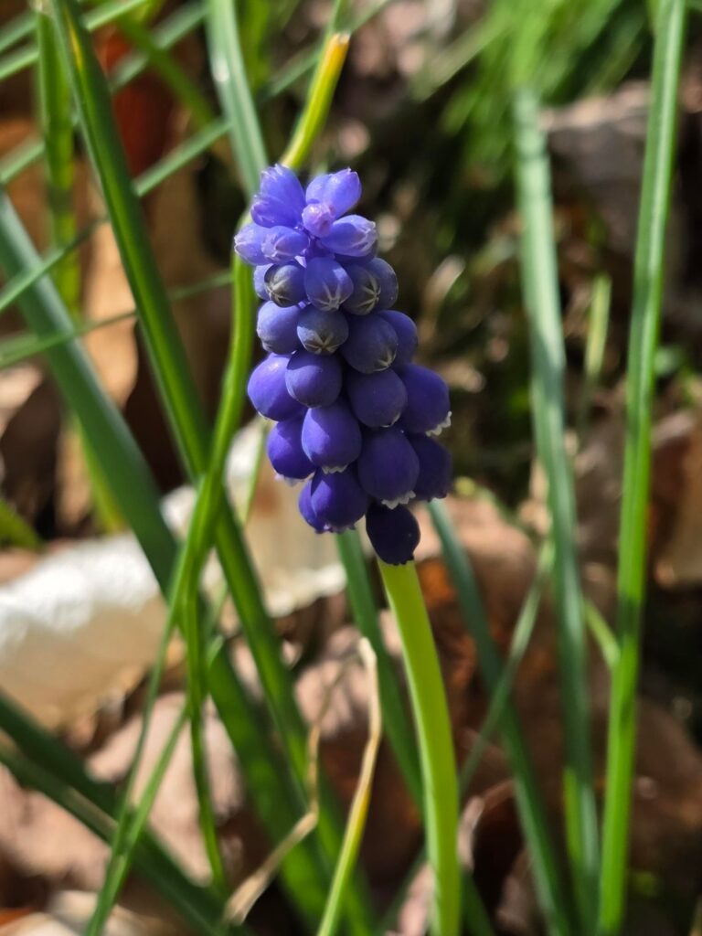 Grape Hyacinth, should I pull? [Maryland 7A]