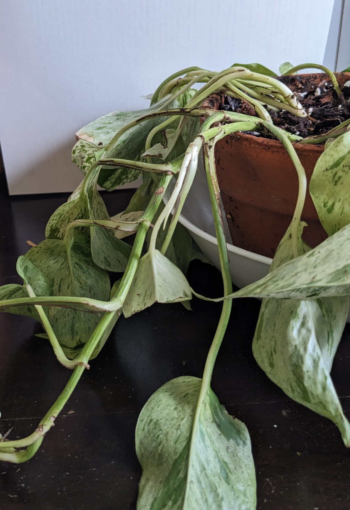Help figuring out what’s wrong, please! Help figuring out what's wrong, please!