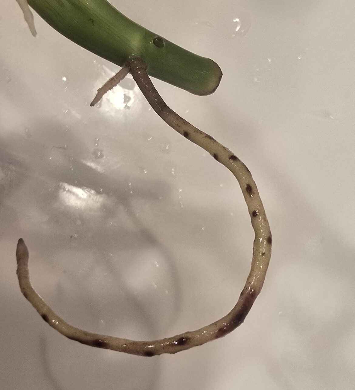 Red spots on adansonii roots. Is it some sort of fungal issue?