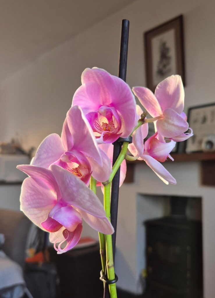 I rescued her for £6.50