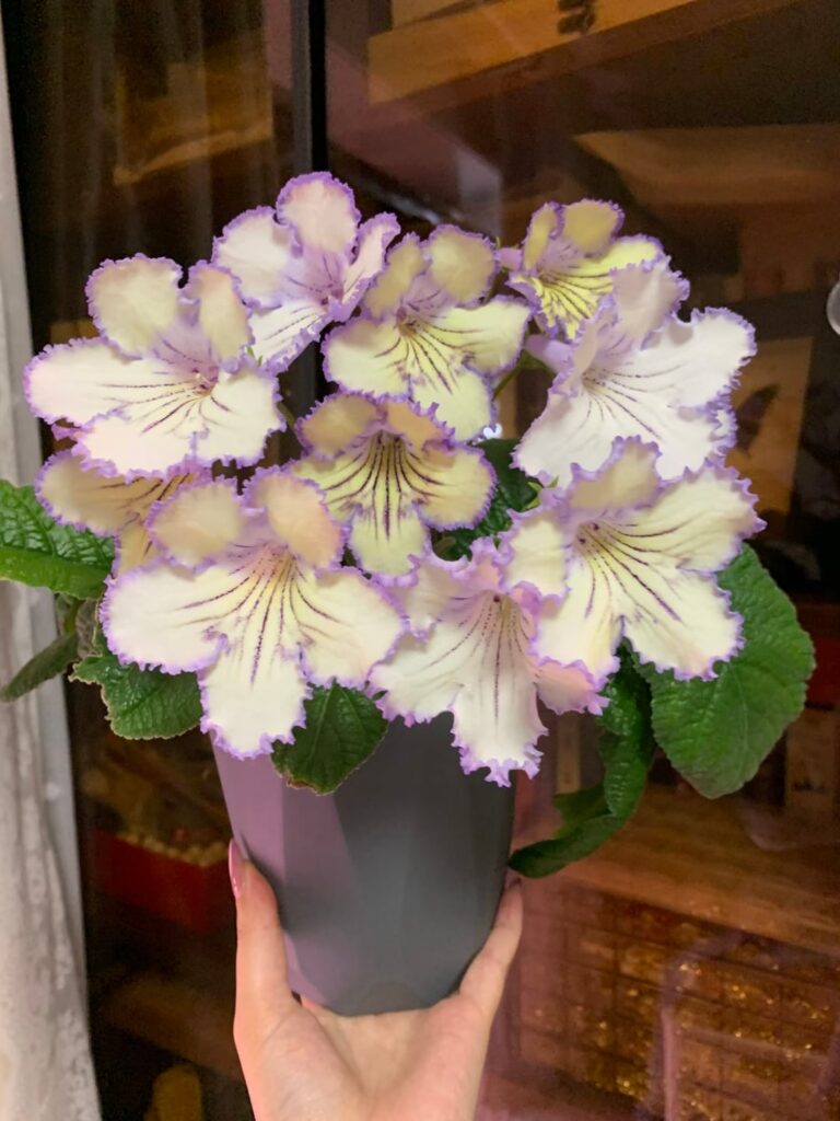 Streptocarpus