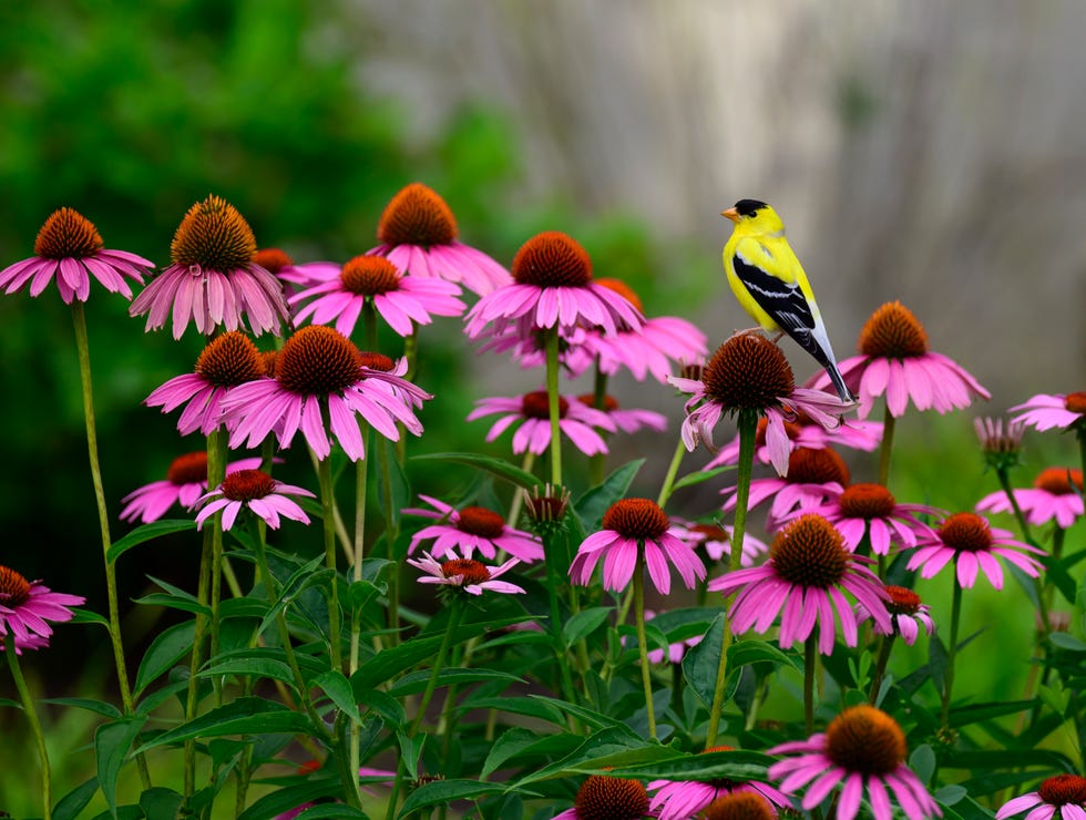 gold finch on a coneflower