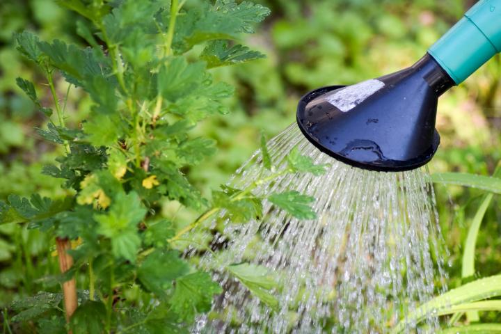watering a gooseberry bush