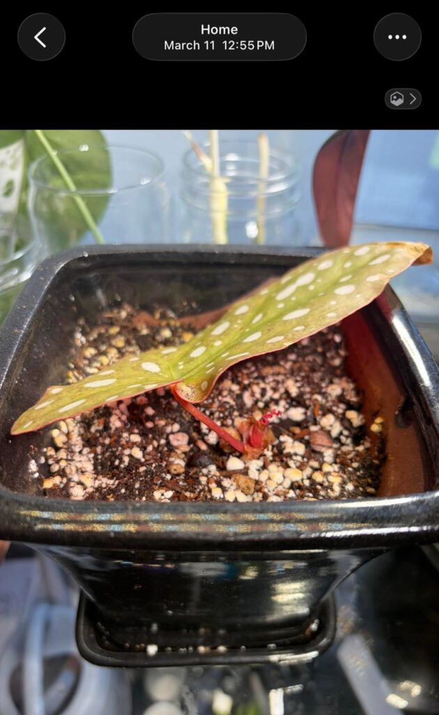 Polka dot begonia - one month of growth