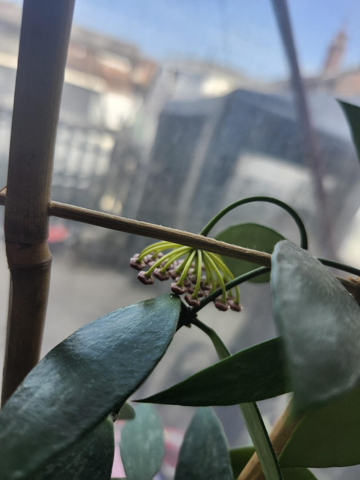 Hoya pubicalyx