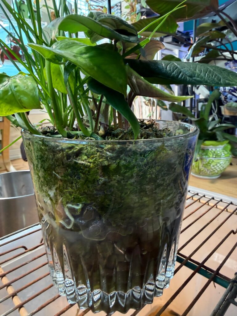 Rescued Alocasia