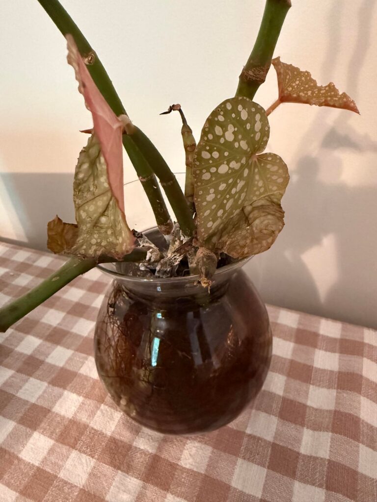 Angel wing begonia help