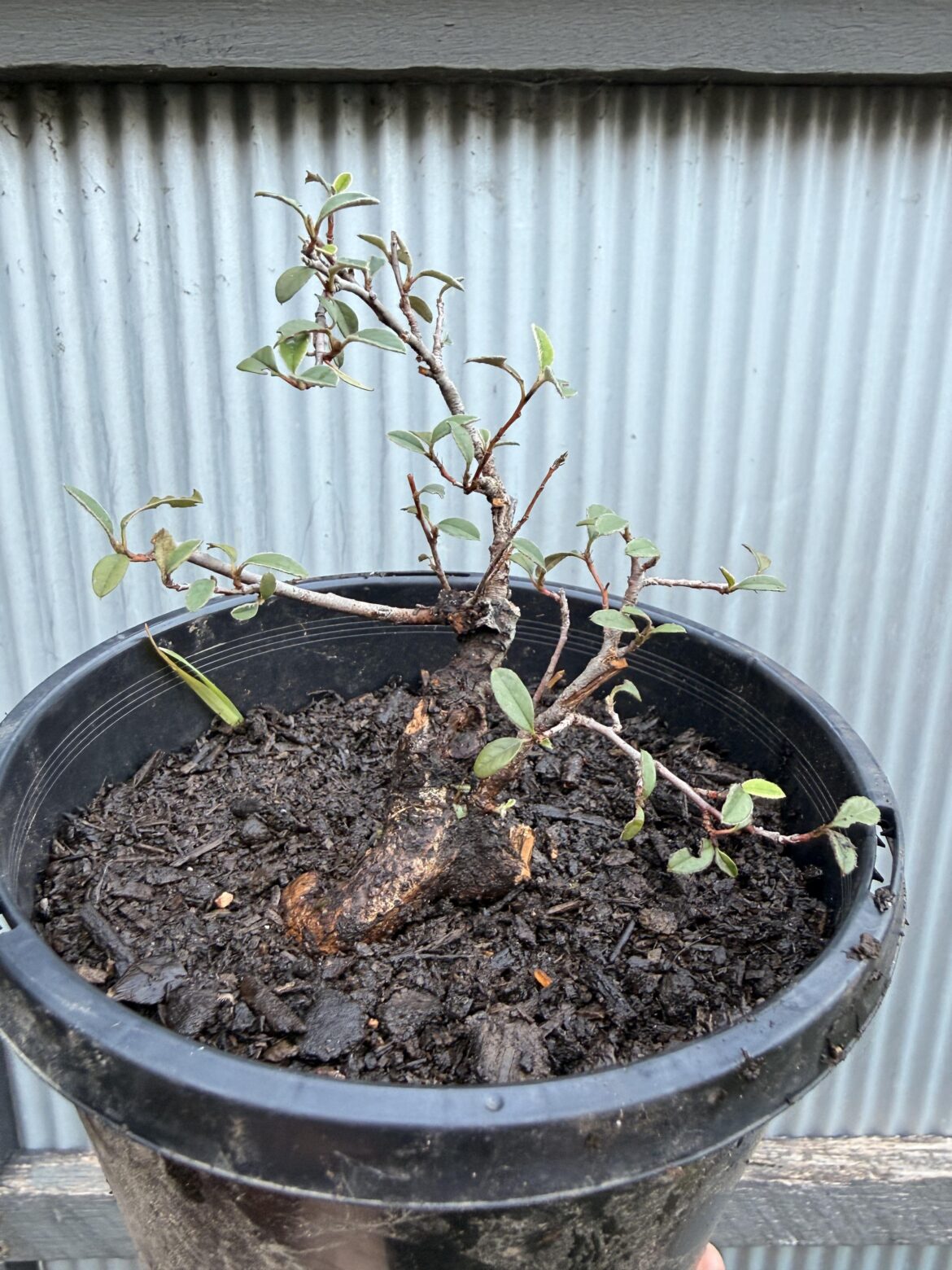Yamadori cotoneaster.