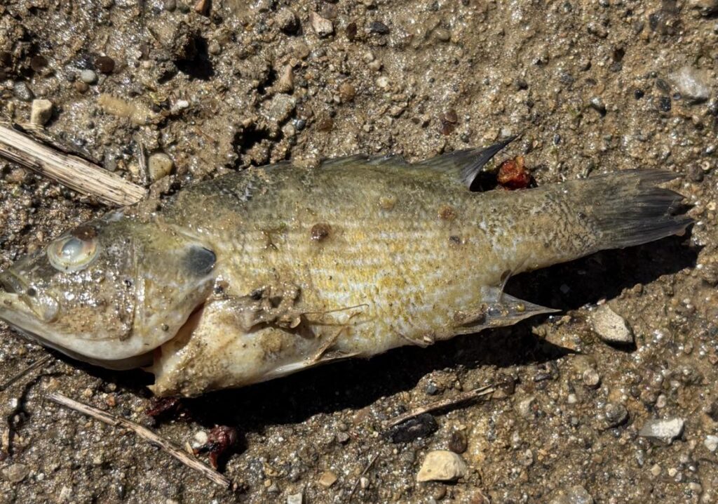 Can you help us identify this fish in our farm pond?