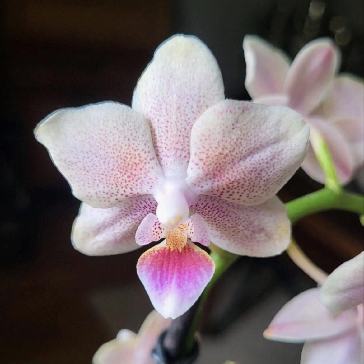 Phal. No. ID: so dainty and supposedly fragrant! 😍 Any idea who she is?