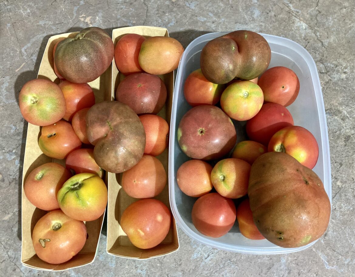 Fresh from our garden