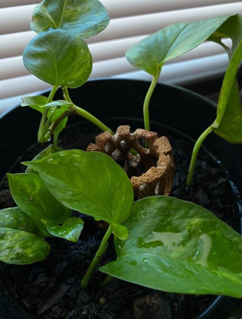 how much to price golden pothos starts? 🌿 how much to price golden pothos starts? 🌿