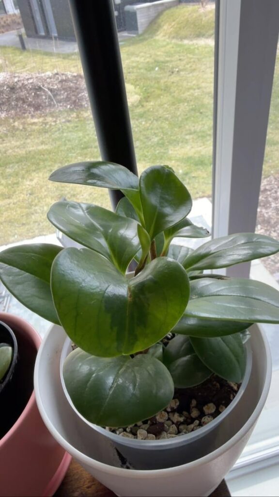 Is this a rubber plant?
