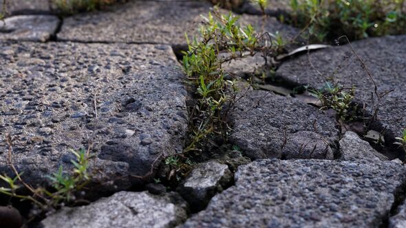 Green weeds growing through cracks in old stone pavement. Green weeds growing through cracks in old stone pavement.