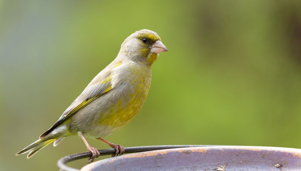 Is It Time To Stop Feeding The Birds In Your Garden? Leading Conservation Charity Asks Bird Lovers To Make Two Changes
