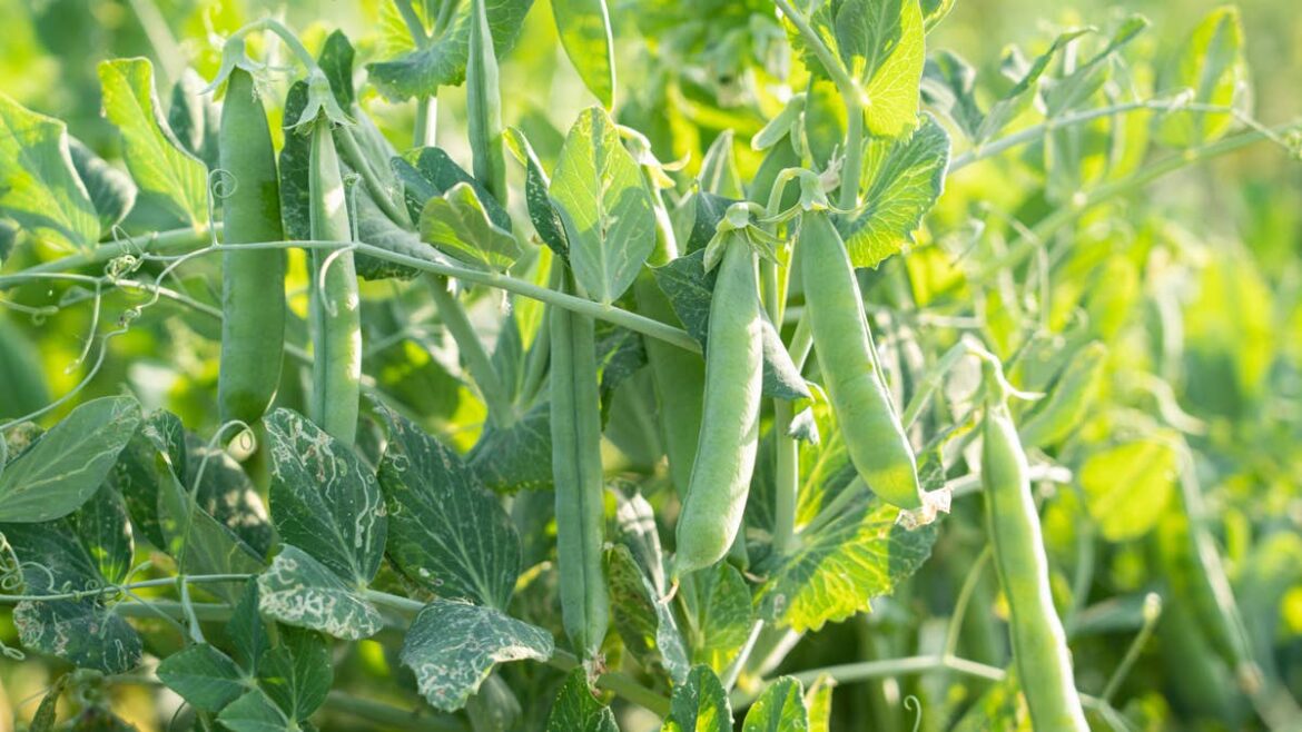 The Easy Pea Trellis DIY for Healthier, Happier Plants The Easy Pea Trellis DIY for Healthier, Happier Plants