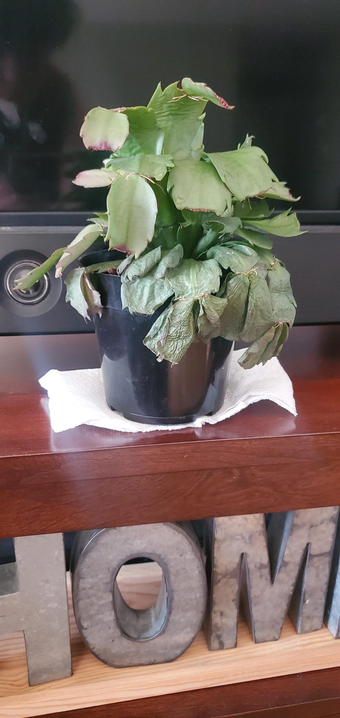 What's wrong with my plant?