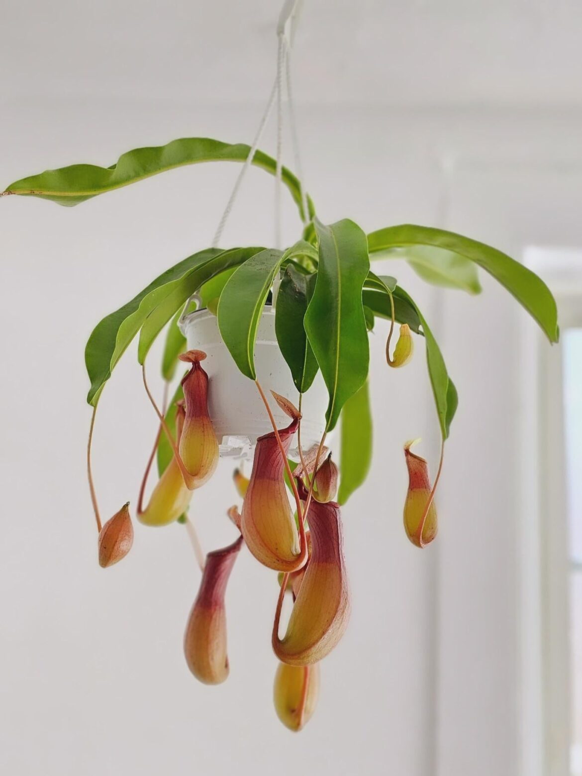Pitcher Plants
