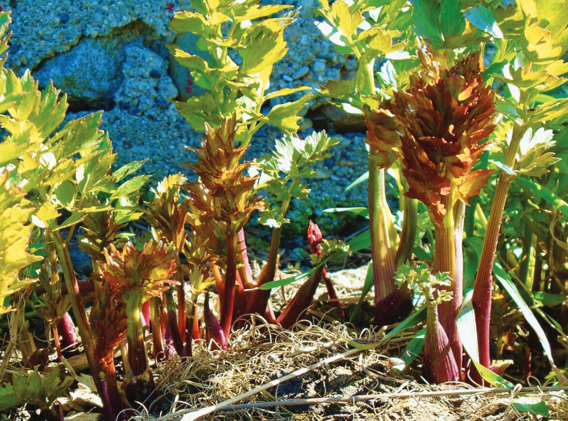 Productive Backyard Perennials – Mother Earth News Productive Backyard Perennials – Mother Earth News