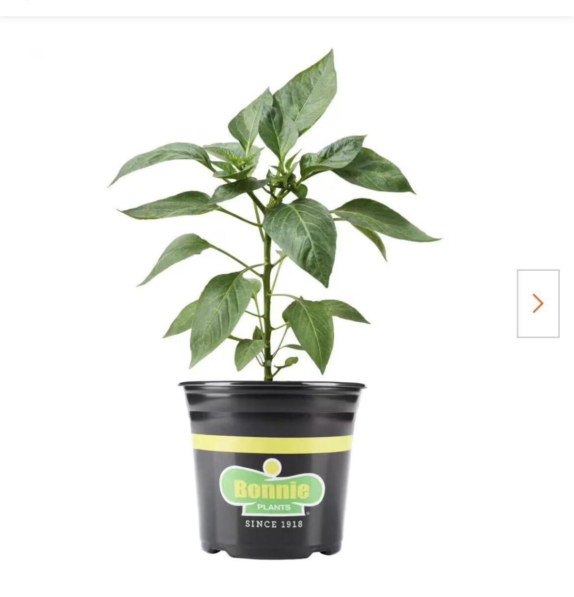 Long slim cayenne