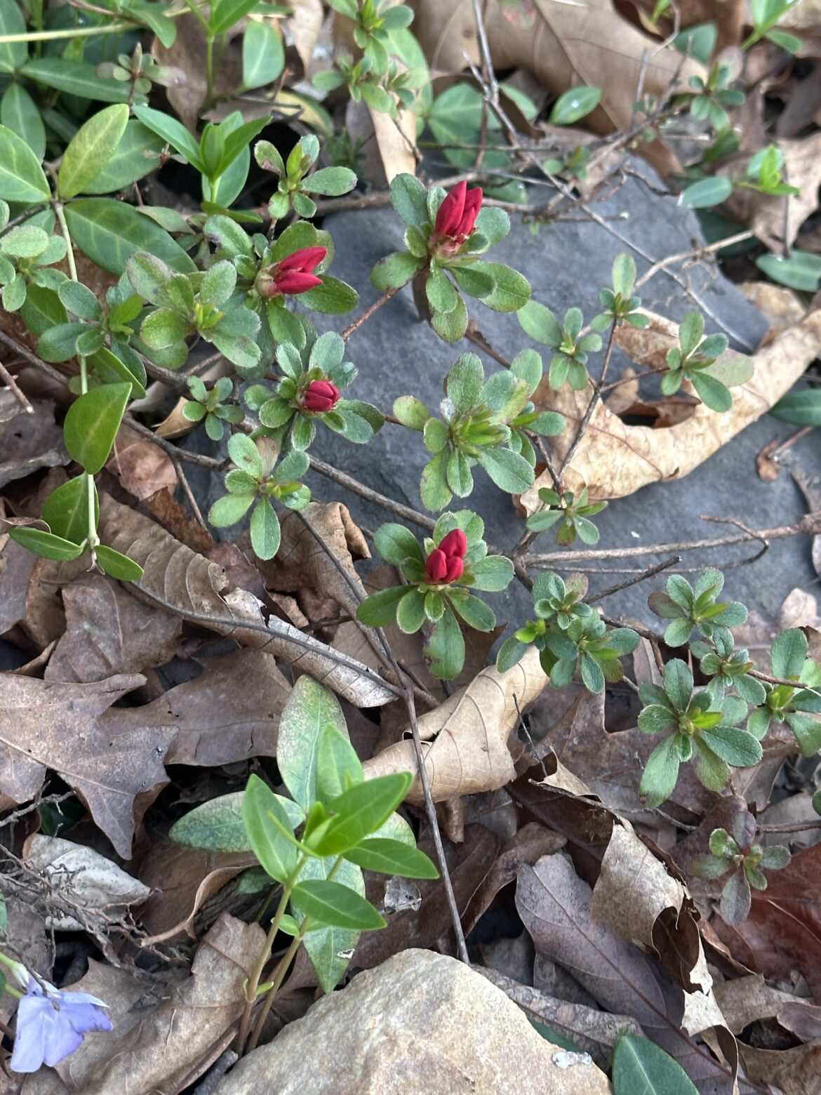 Central VA, USA
