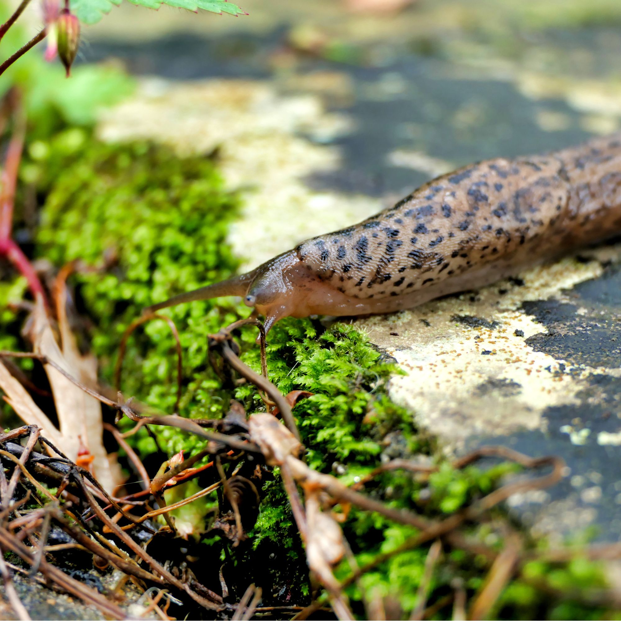 Leopard slug - aka super slug - in an english garden
