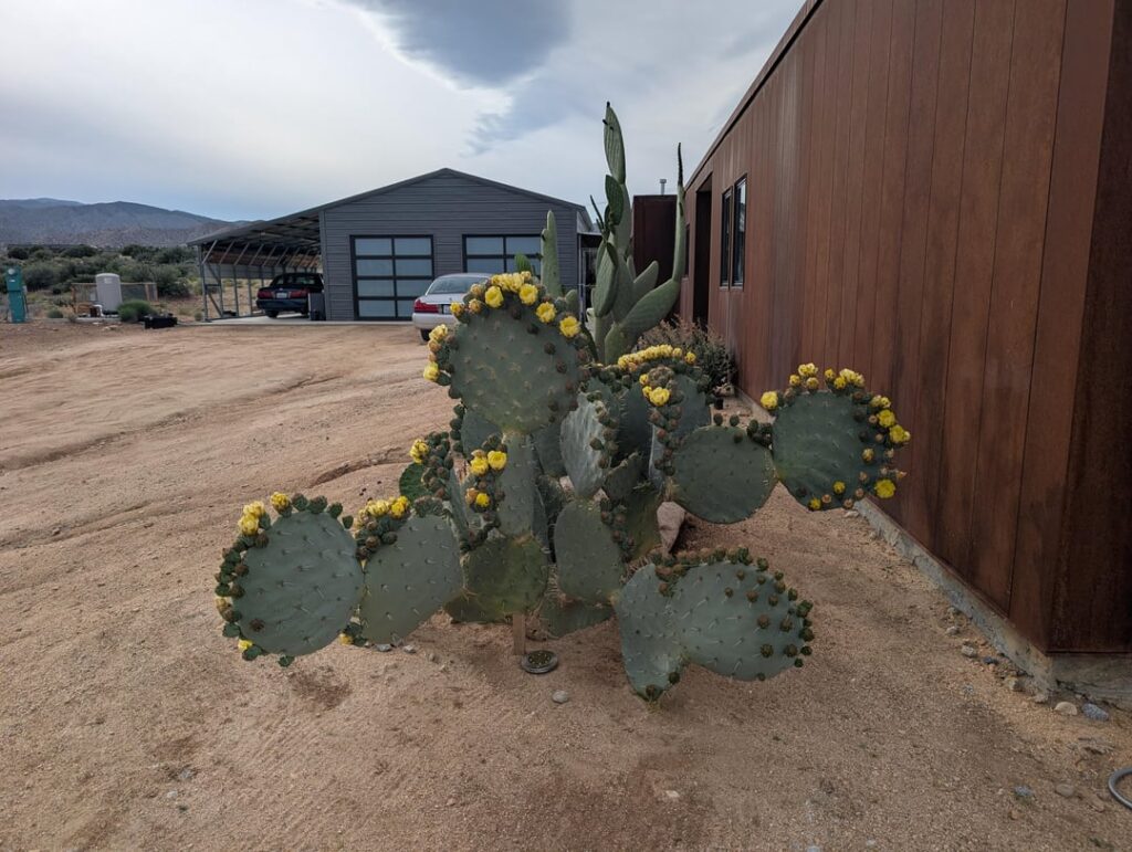 Prickly pear happy