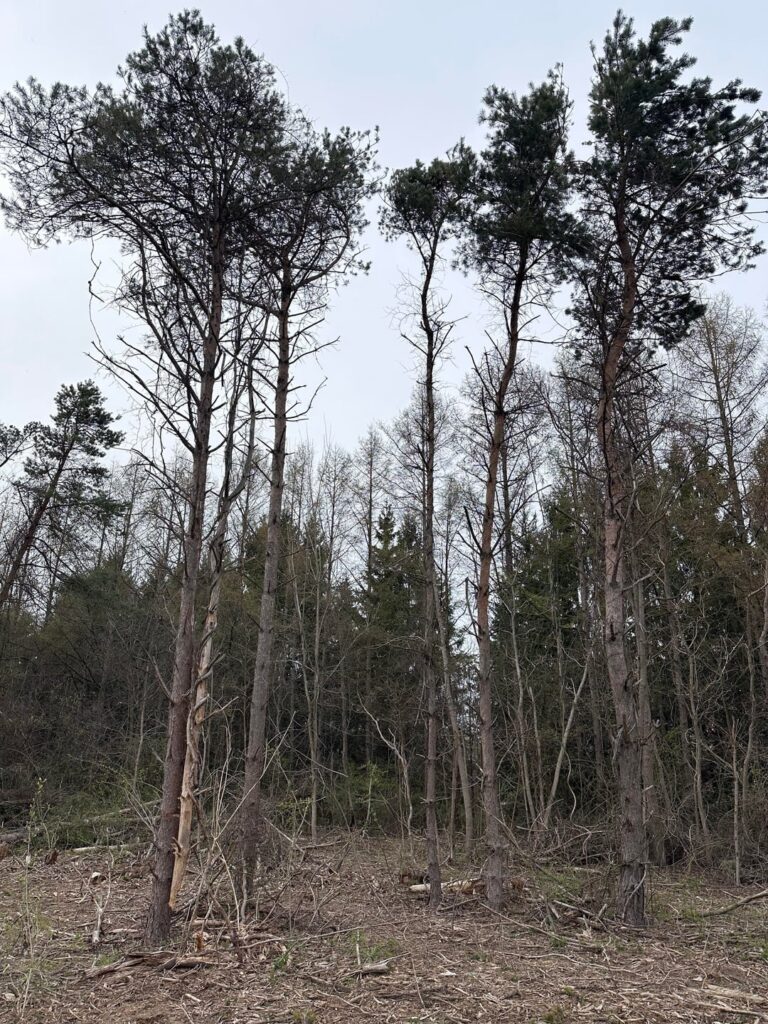 Need opinions on these red pines