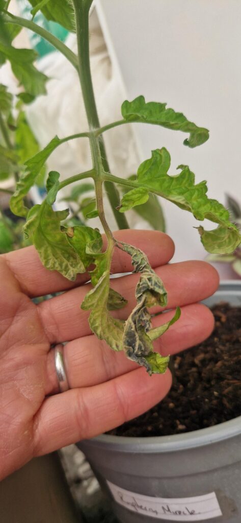 What could cause this?