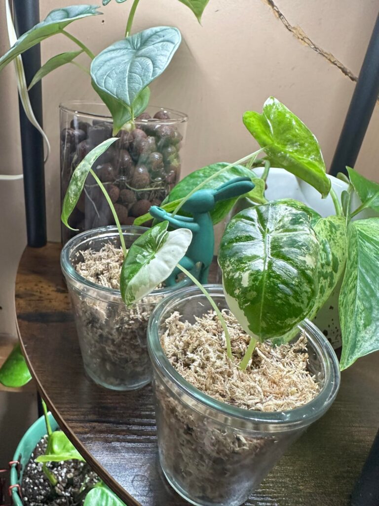 You’ll never guess what plant I traded for these two..