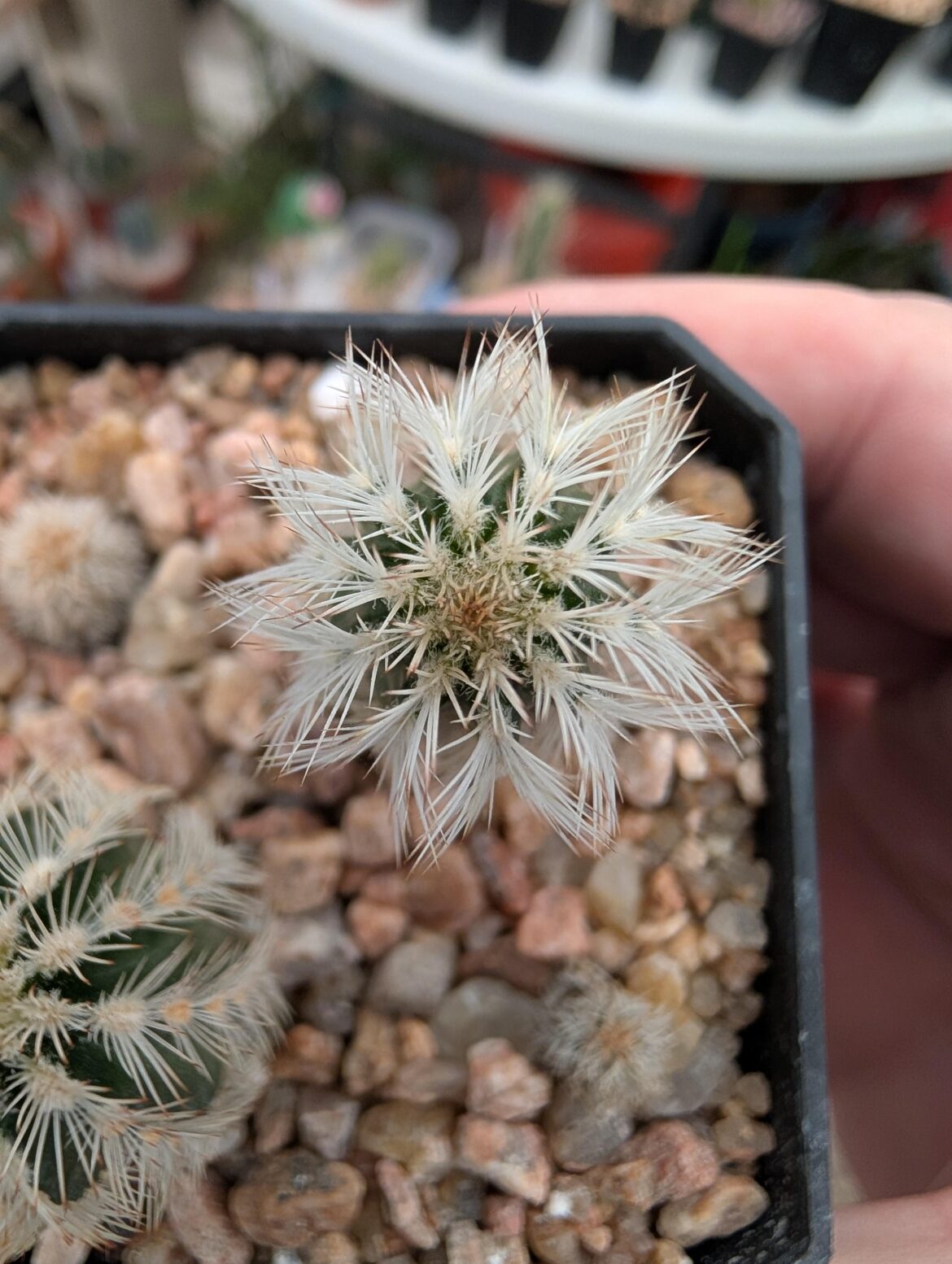 Just the tip🌵