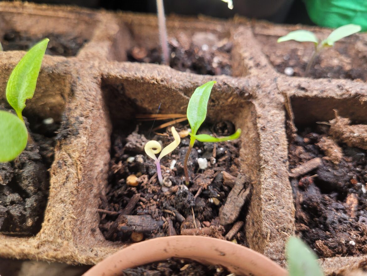 Albino pepper