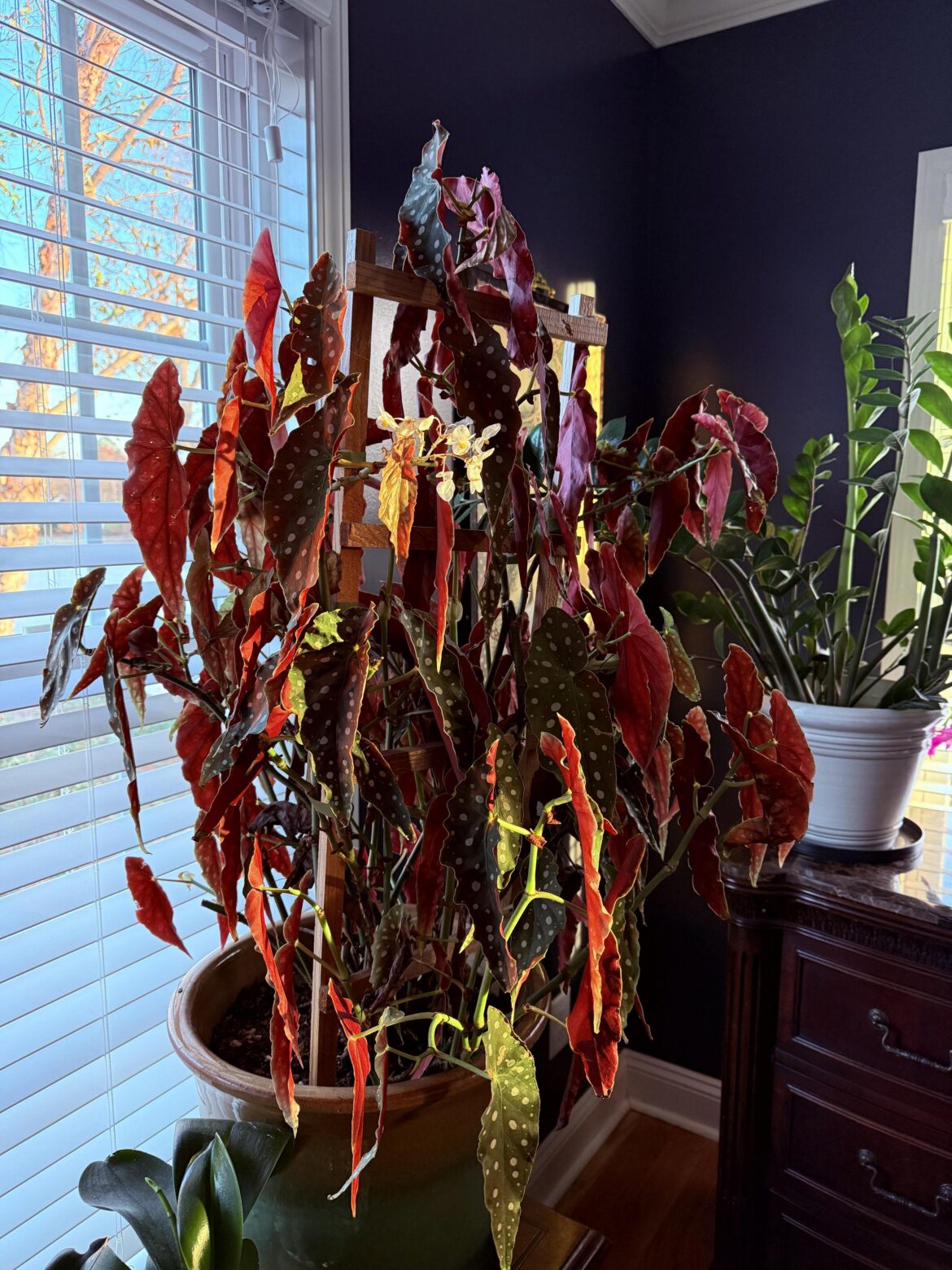 Golden hour with my begonia maculata