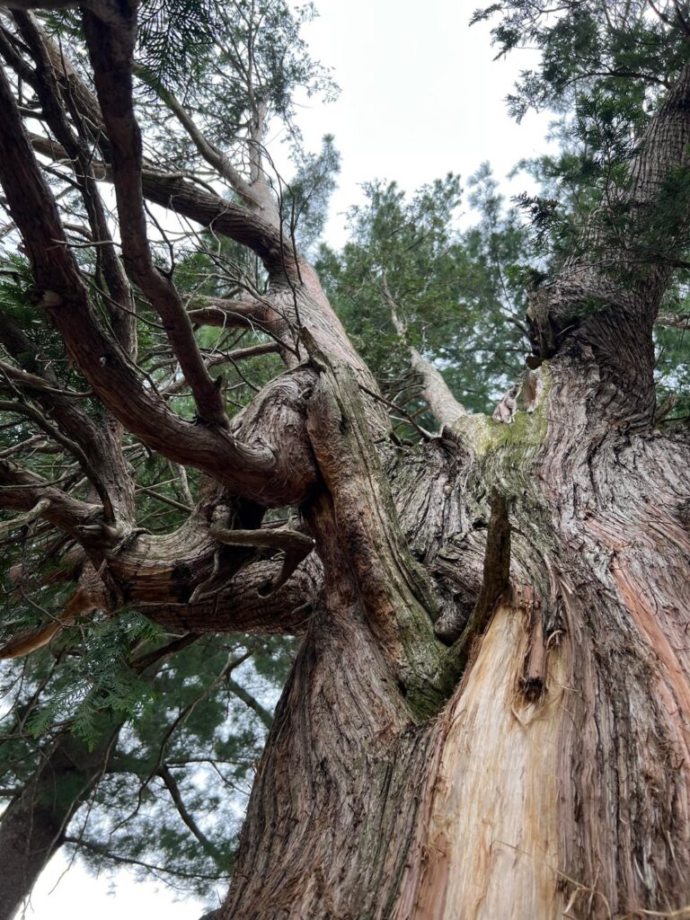 Inspiration photo of found tree feature Inspiration photo of found tree feature