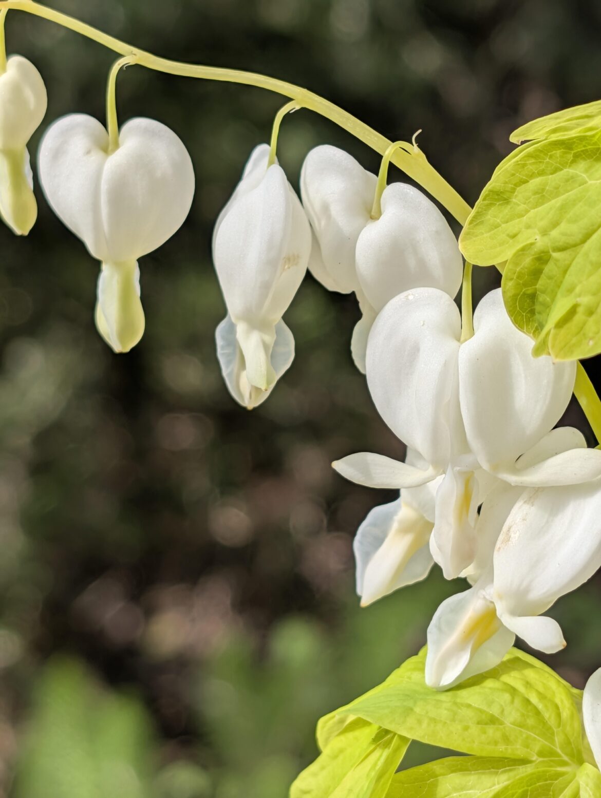 White Gold Bleeding Heart