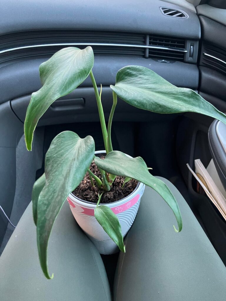Stumbled upon a clearance Burle Marx, I can’t believe it!