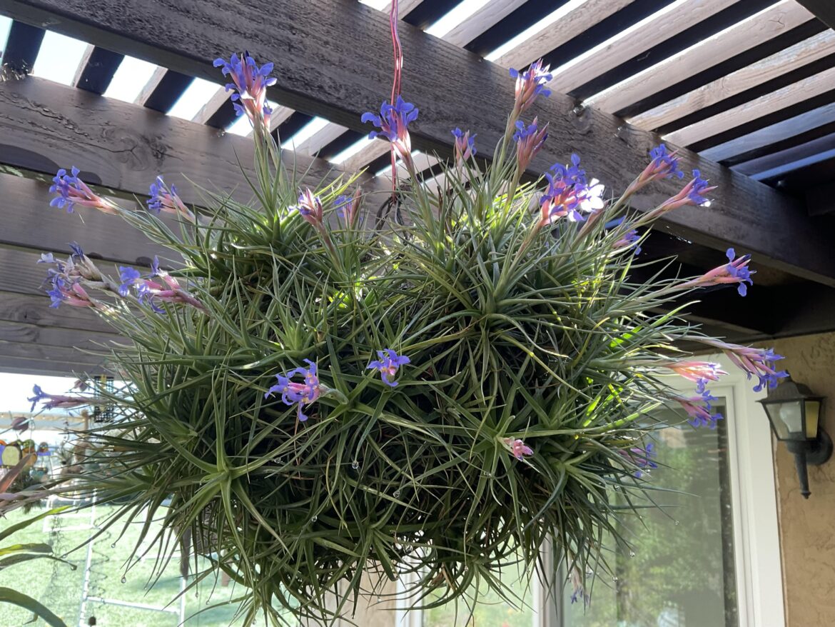 Happy plant