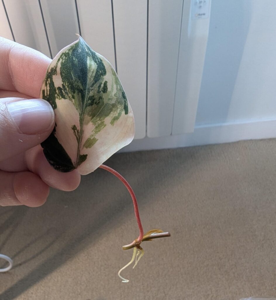 Is my philodendron cutting ready to be potted up? Is my philodendron cutting ready to be potted up?