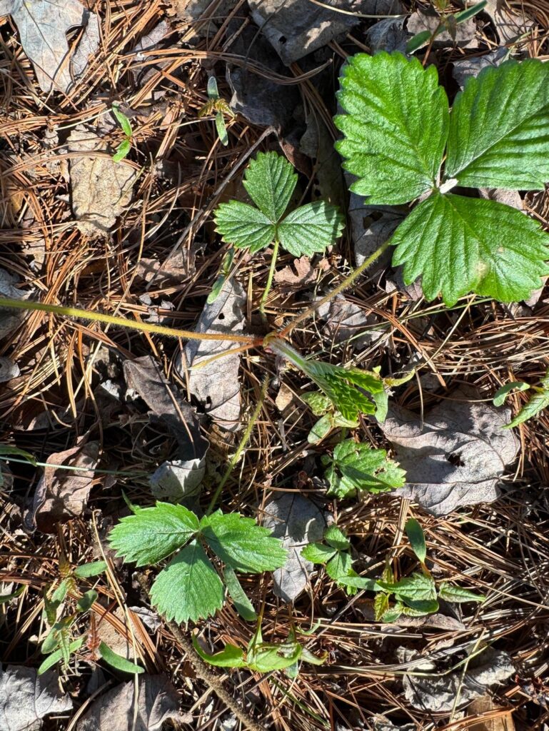 Is this wild strawberry or something to be excited about? Is this wild strawberry or something to be excited about?