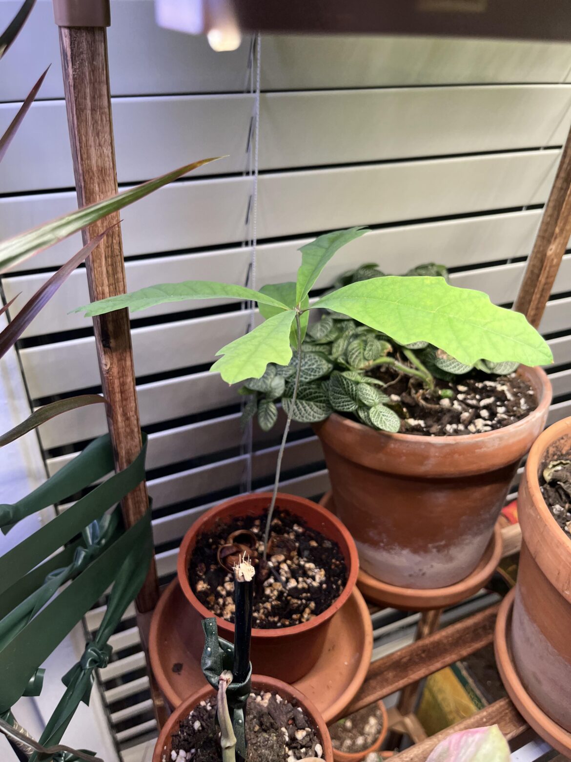 Found a rooting acorn at work and a month later I have a little oak tree in my apt