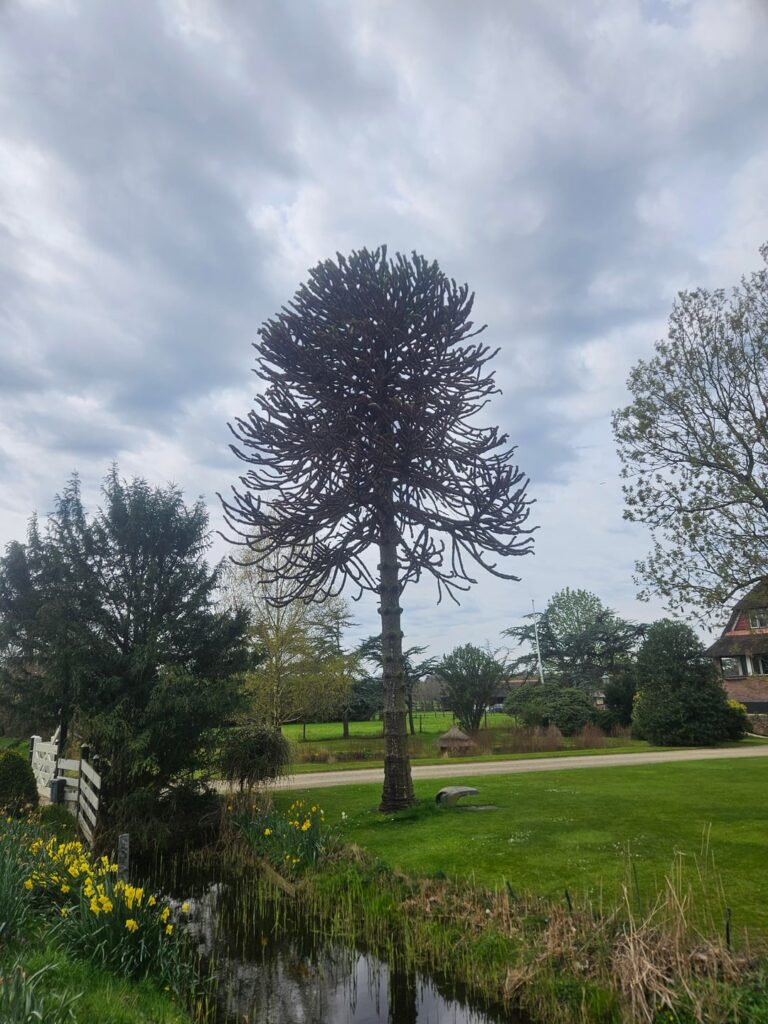 What is happening to this monkey puzzle tree What is happening to this monkey puzzle tree
